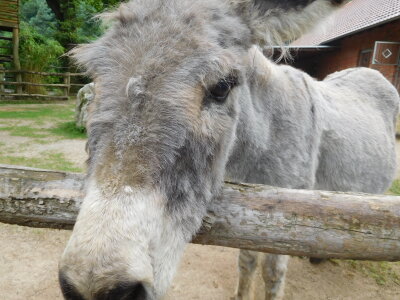 donkey at Duisburg zoo