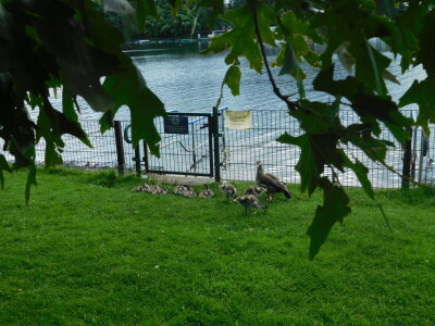 a duck family at DSV98