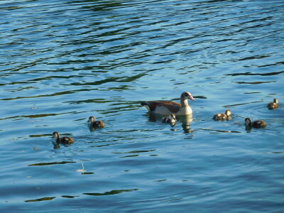 ducks on Berta Lake