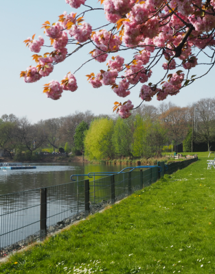 Cherry blossoms at DSV98 Duisburg